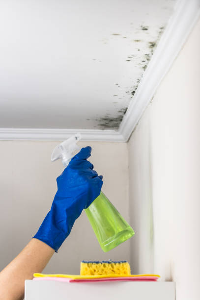 Best Bathroom Mold Remediation in Orange City, FL