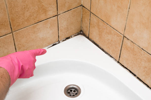 Best Crawl Space Mold Remediation in Orange City, FL